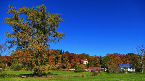 Trees on field against blue sky