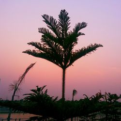 Palm trees at sunset