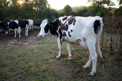 Cows standing in a field