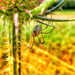 Close-up of insect on flower
