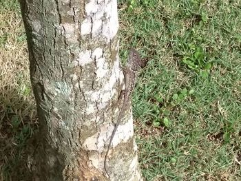 Close-up of tree trunk on field