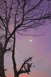 Low angle view of silhouette tree against sky at sunset