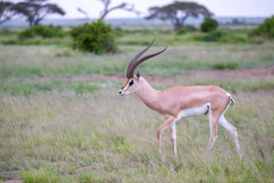 Side view of deer on field