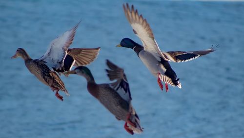 Low angle view of seagulls flying over sea