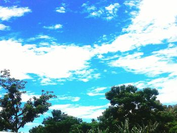 Low angle view of trees against blue sky