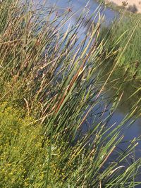 Close-up of grass on field against sky