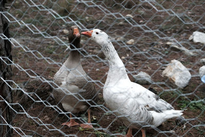 Close-up of geese behind wires