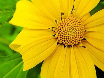 Close-up of yellow flower