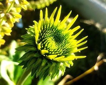 Close-up of yellow flowering plant