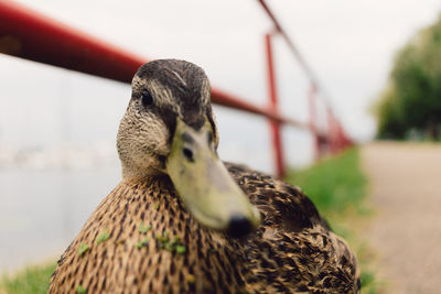 Close-up of a bird
