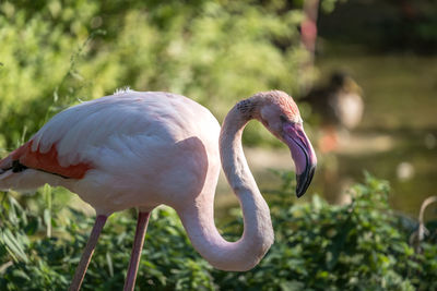 Close-up of a bird