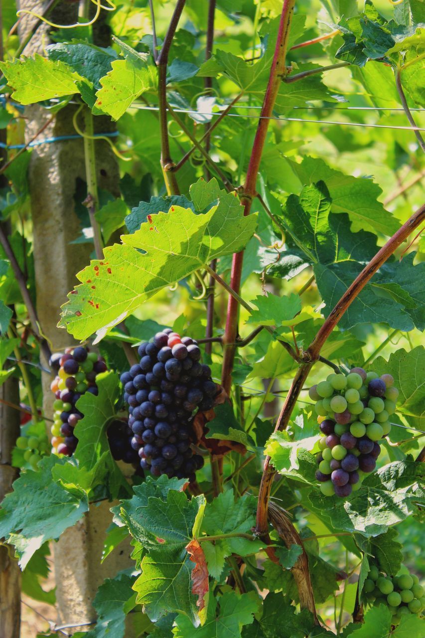 CLOSE-UP OF FRUITS GROWING ON PLANT