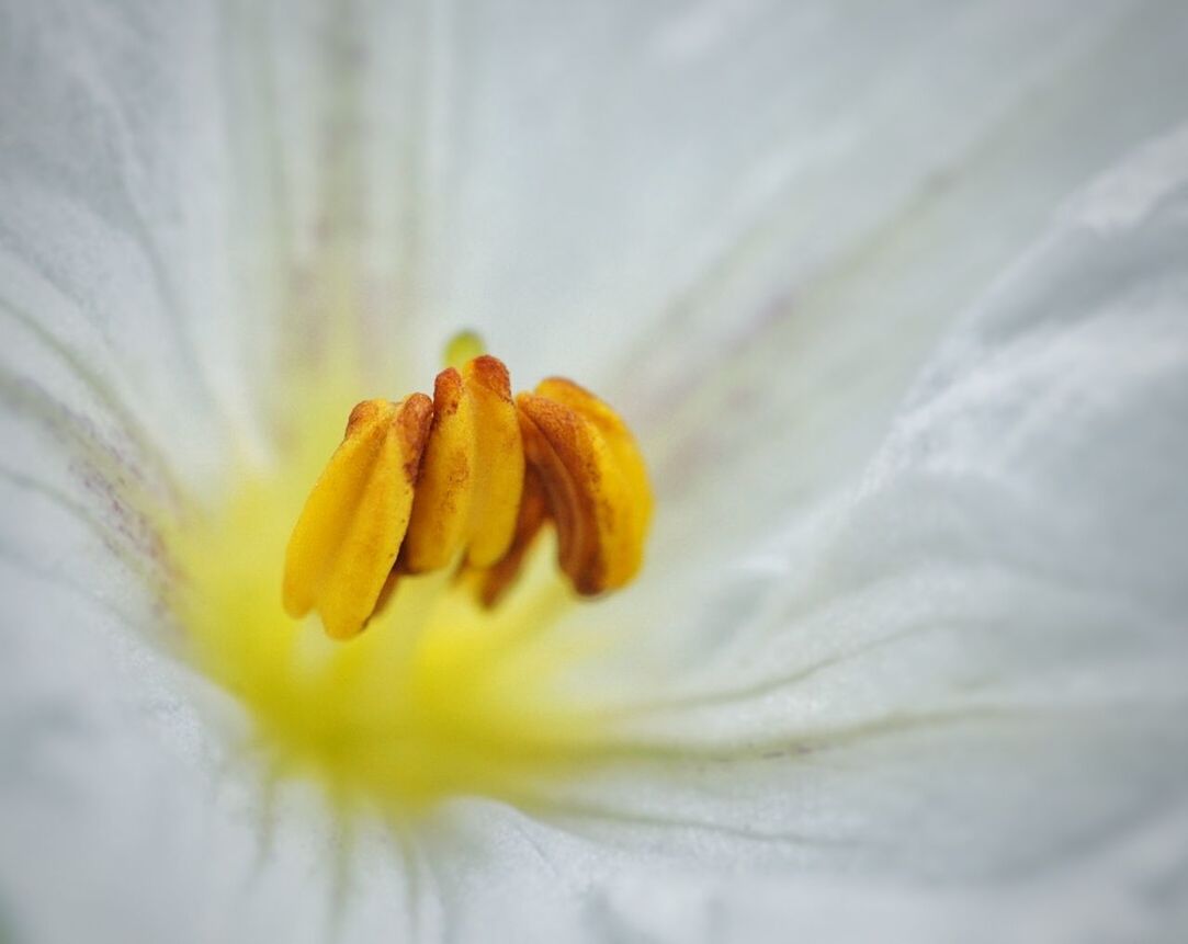 White flower close up