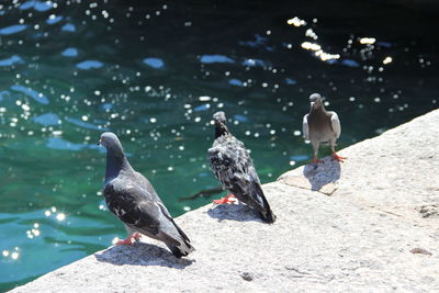 Birds perching on a rock