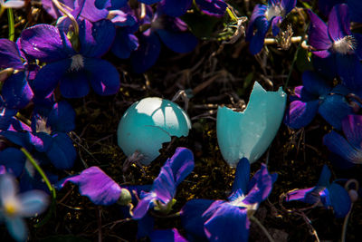 Close-up of flowers in field