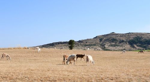 Horses in a field