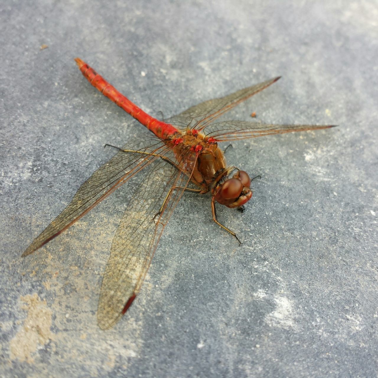 animal themes, insect, one animal, animals in the wild, wildlife, close-up, animal antenna, high angle view, animal wing, dead animal, full length, nature, zoology, day, grasshopper, outdoors, no people, selective focus, dragonfly, invertebrate