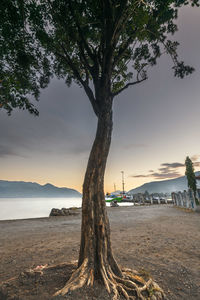 Green trees that grow around the port of kalabahi