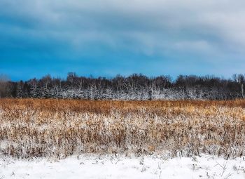 Scenic view of field against sky during winter