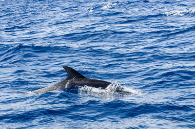 Whale swimming in sea