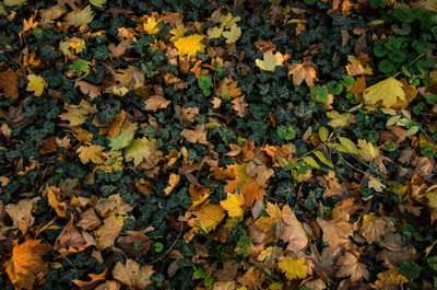 Full frame of leaves on field