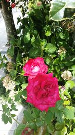 Close-up of pink rose blooming outdoors