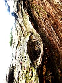 Close-up of tree trunk