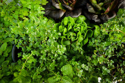 High angle view of vegetables on plant
