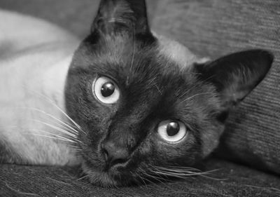 Close-up portrait of cat relaxing on floor