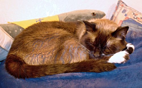 High angle view of cat resting