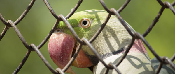 Close-up of parrot in cage