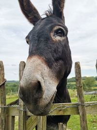 Close-up of an animal