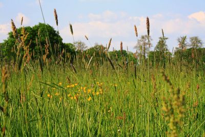 Close-up of crop in field