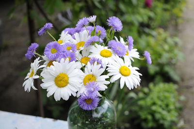 Close-up of purple flowering plants