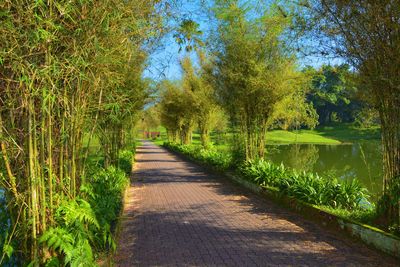 Footpath amidst trees and plants