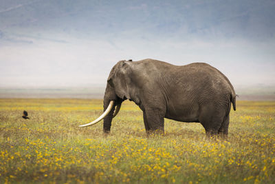 Elephant in a field