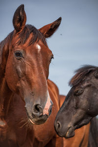 Horses in ranch against sky