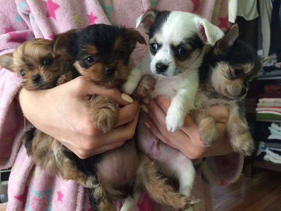 CLOSE-UP OF PUPPY ON HANDS