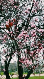 Low angle view of cherry blossoms