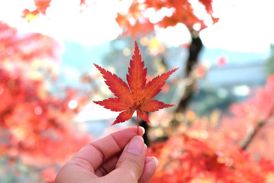 Cropped hand holding maple leaf during autumn