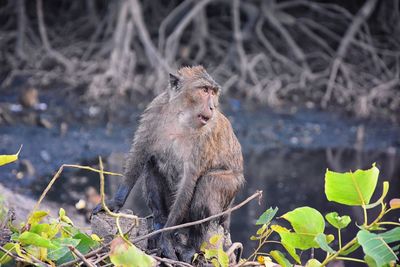 Macaque long tailed monkey phuket genus macaca gregarious monkeys cercopithecinae thailand asia