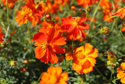 Close-up of orange flowering plants
