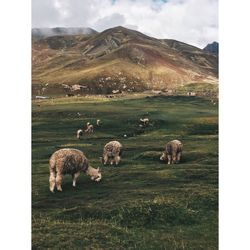 Llamas on field against sky