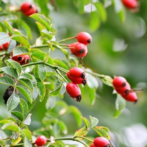 Close-up of red berries growing on tree