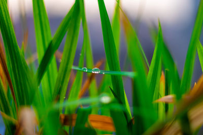 Close-up of grass growing in field