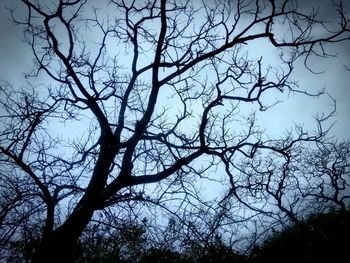 Low angle view of silhouette tree against sky