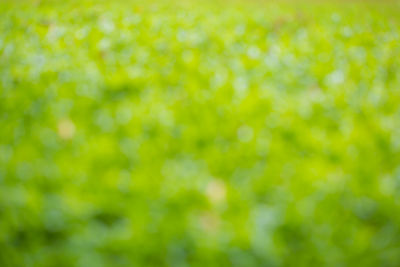 Full frame shot of plants
