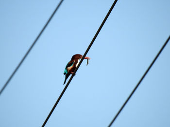 Low angle view of a bird on cable
