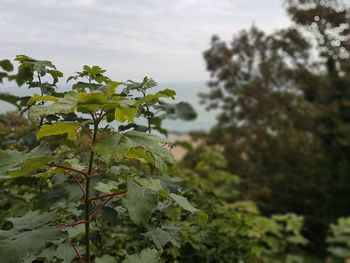 Close-up of plant against trees