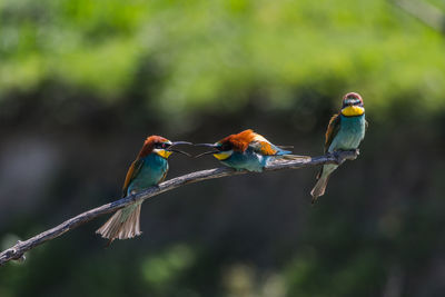 Birds perching on twig